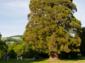 In the garden adjacent to the monastery stands this giant fur tree. For a sense of scale, members of our group can be seen standing in the shadows to the left of this immense tree.